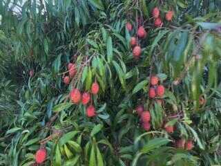 Produtores de lichia estão otimistas com a safra