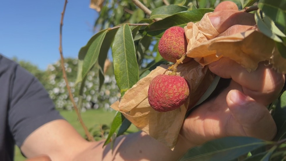 Produtores de lichia no interior de São Paulo estão otimista com a produção neste ano — Foto: Reprodução/TV TEM