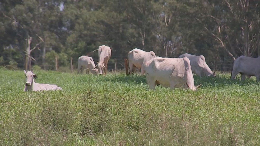 Reforma da pastagem garante alimento de qualidade para o gado o ano inteiro e aumenta a produtividade — Foto: Reprodução/TV TEM