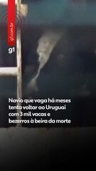 Navio que vaga há meses tenta voltar ao Uruguai com vacas e bezerros à beira da morte