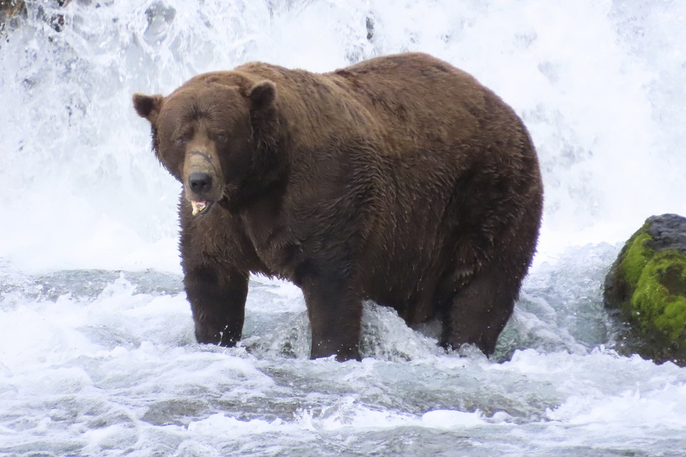 Imagen do National Park Service mostra o urso Chunk em setembro de 2025 — Foto: A Monaco/National Park Service via AP