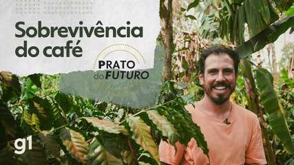 Cafezinho em risco: como sombra de árvores pode ser solução para aumento da temperatura