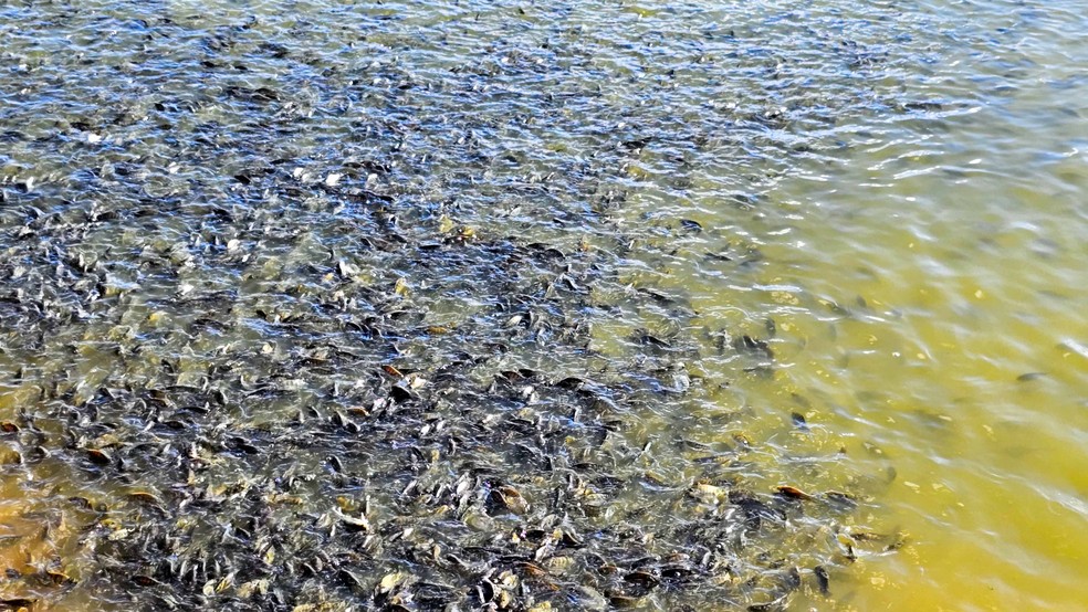 Criação de tilápias em Minas Gerais. — Foto: Diego Vargas/Seapa MG