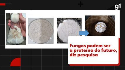 Fungos podem ser a proteína do futuro, diz pesquisa
