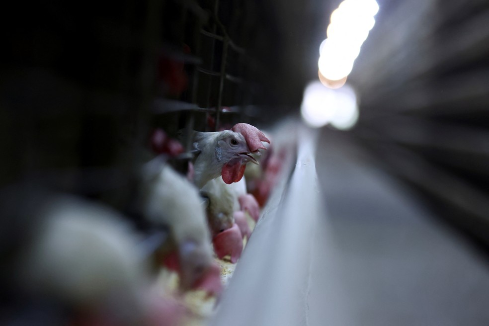 Frango em granja no Rio Grande do Sul — Foto: Reuters