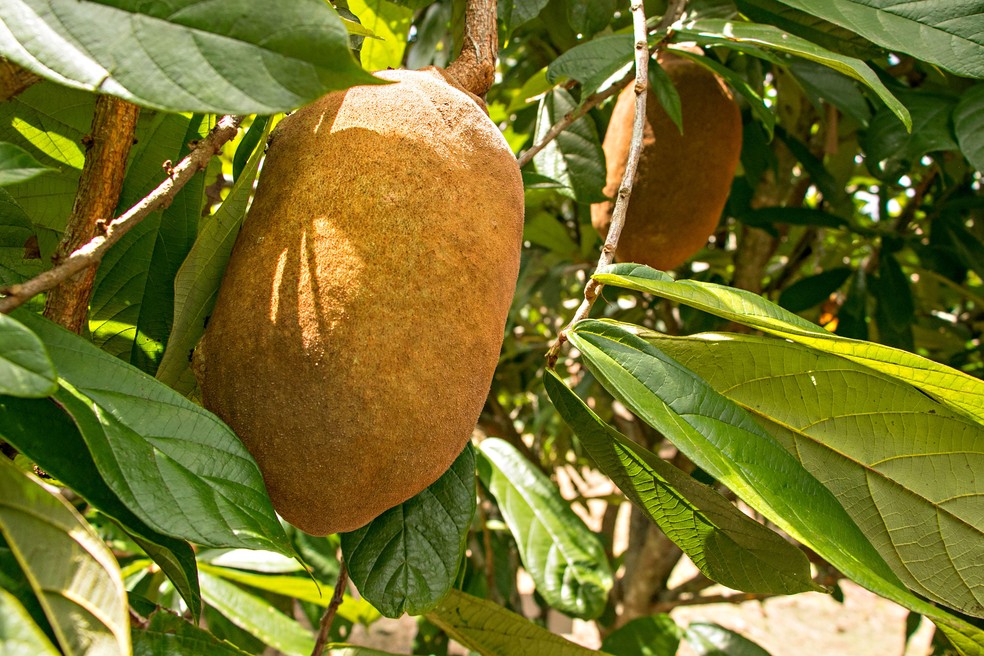 Cupuaçu — Foto: Vinicius Braga/Embrapa