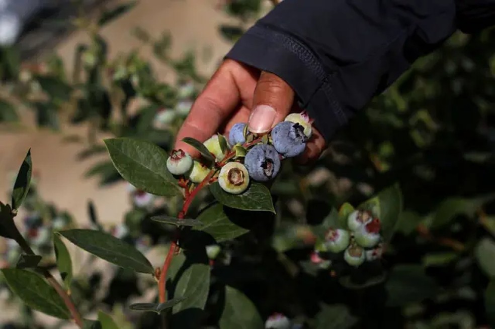 O Peru se tornou, em poucos anos, no maior exportador de mirtilo do mundo — Foto: Klebher Vásquez / Getty