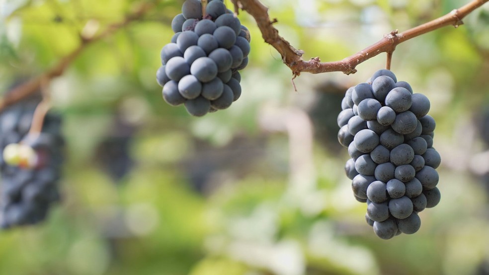 Petrolina é conhecida como a terra da uva — Foto: Reprodução/TV Globo