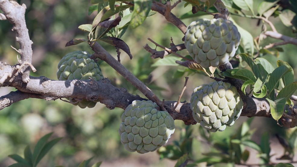 Em Presidente Dutra, na Bahia, a pinha — ou fruta-do-conde — é símbolo de prosperidade — Foto: Reprodução/TV Globo