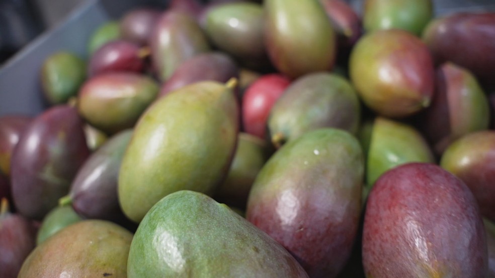 Juazeiro é referência nacional na produção de manga — Foto: Reprodução/TV Globo