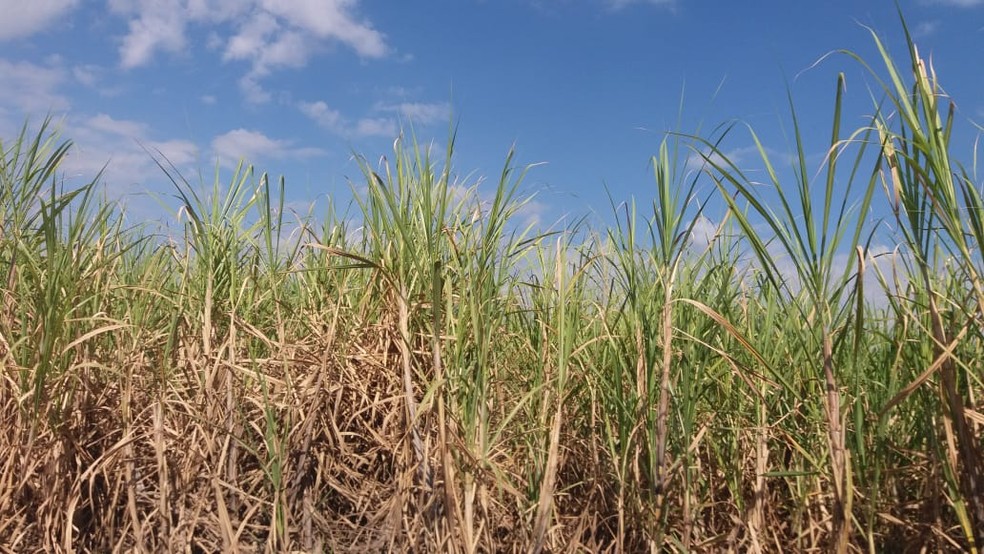 Safra de cana-de-açúcar pode perder produtividade onda de calor e falta de chuvas se prolongarem, afirma o vice-presidente da Coplacana de Piracicaba — Foto: Claudia Assencio/g1