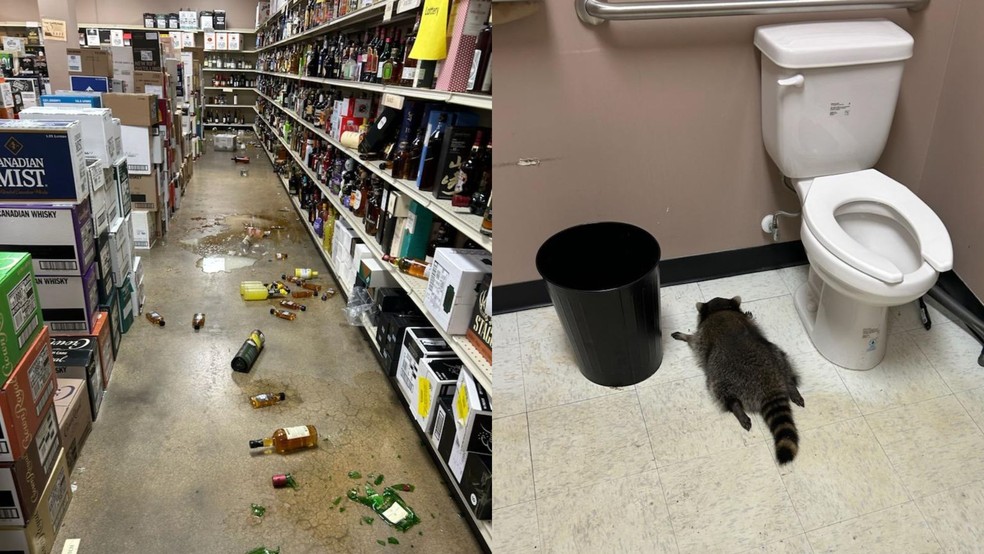 Guaxinim invade loja de bebidas em Ashland, na Virgínia, nos Estados Unidos, e é encontrado desacordado no chão do banheiro em 29 de novembro de 2025. — Foto: Samantha Martin/Proteção Animal do Condado de Hanover via AP