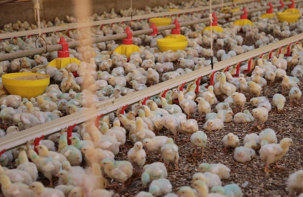 Produção de frango — Foto: Cristiano Estrela/Arquivo/Secom