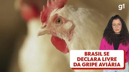 Brasil se declara livre da gripe aviária nesta quarta