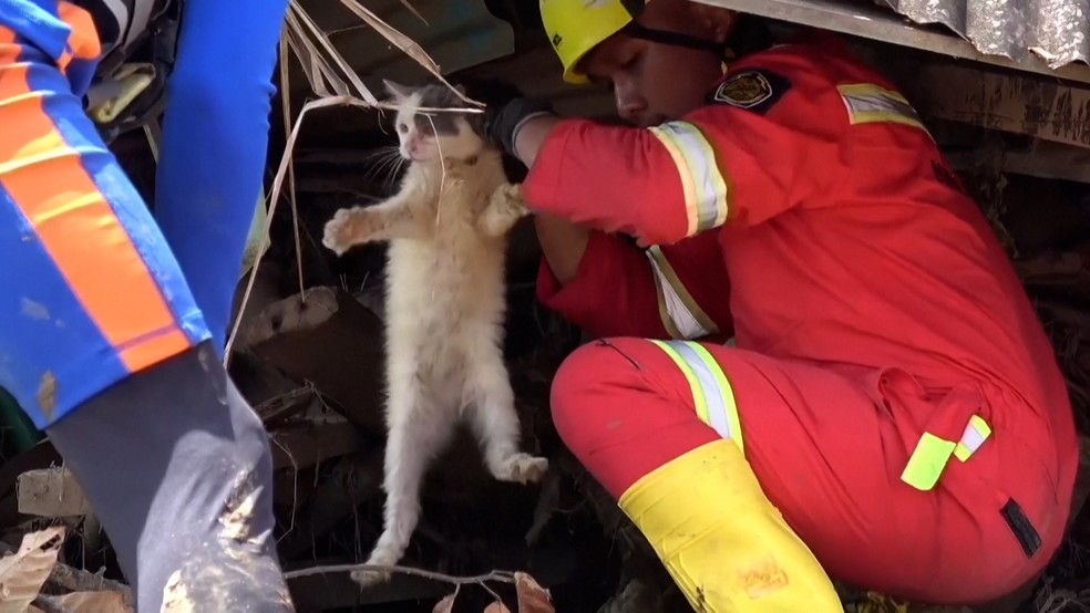 Gatinho é retirado dos escombros de casa na Indonésia após uma semana — Foto: REUTERS