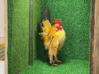 Mini galinhas podem medir até 15 centímetros de altura