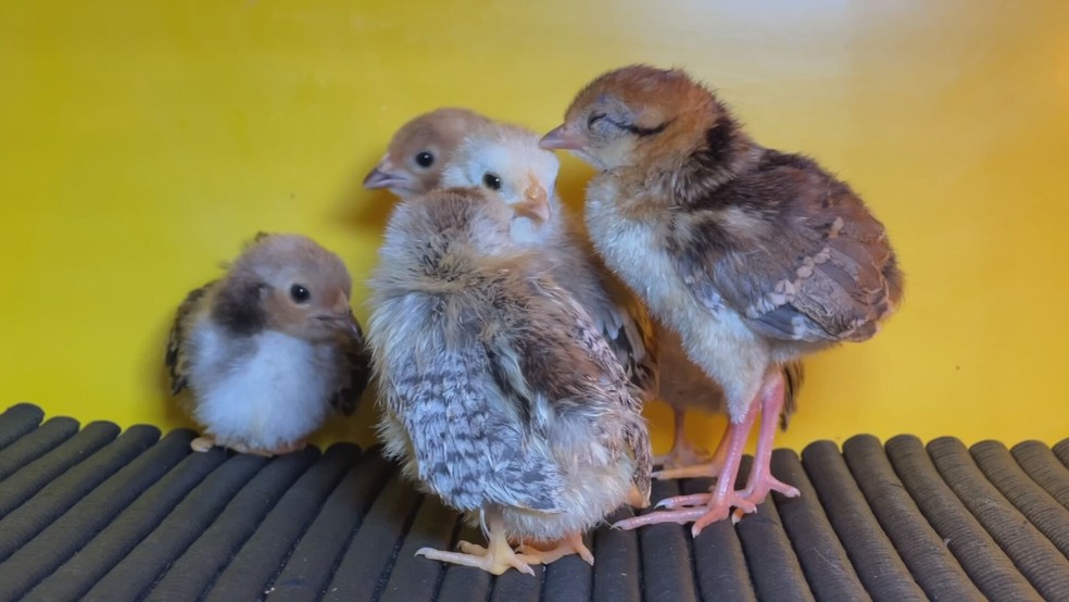 Mini galinhas exóticas ganham espaço em criações e movimentam mercado no interior de SP — Foto: Foto: TV TEM/Reprodução