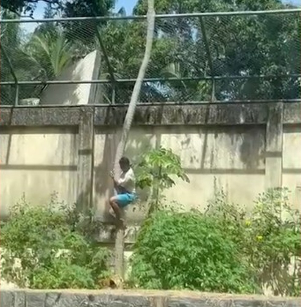 Homem invade jaula e é morto por leoa em zoológico de João Pessoa — Foto: Reprodução