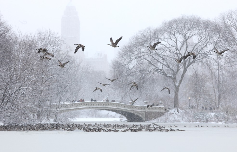 Gansos voam enquanto pessoas caminham em ponte no Central Park, em Nova York, em meio a uma nevasca que cobriu a cidade na manhã de 27 de dezembro de 2025 — Foto: Timothy A. Clary/AFP