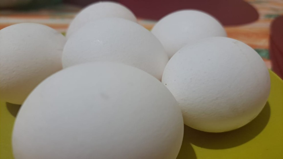 Exportações de ovos brasileiros caem, mas embarques ainda são recordes para o 3º trimestre de 2025. — Foto: Claudia Assencio/g1