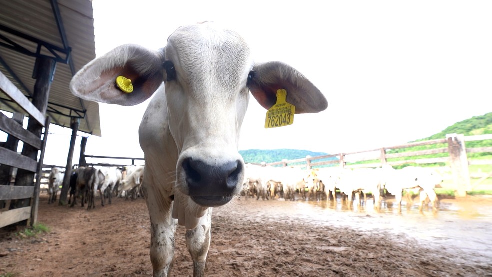 Boi monitorado com chip no Pará — Foto: Gustavo Wanderley/g1