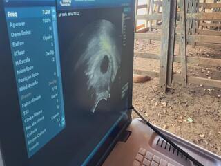 Pecuaristas do interior de SP apostam na inseminação artificial para aumentar produção