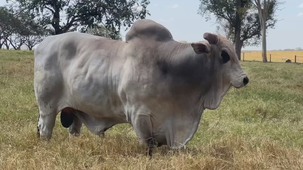 Bezerros de nelore nascidos por inseminação artificial têm peso e padrão mais uniforme, aumentando a eficiência da pecuária — Foto: TV TEM/Reprodução