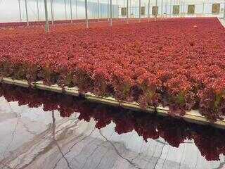 Sistema floating aumenta produtividade de hortaliças em estufas