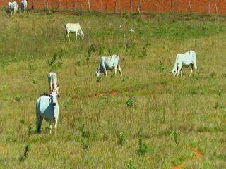 Tempestades com raios são um perigo na zona rural
