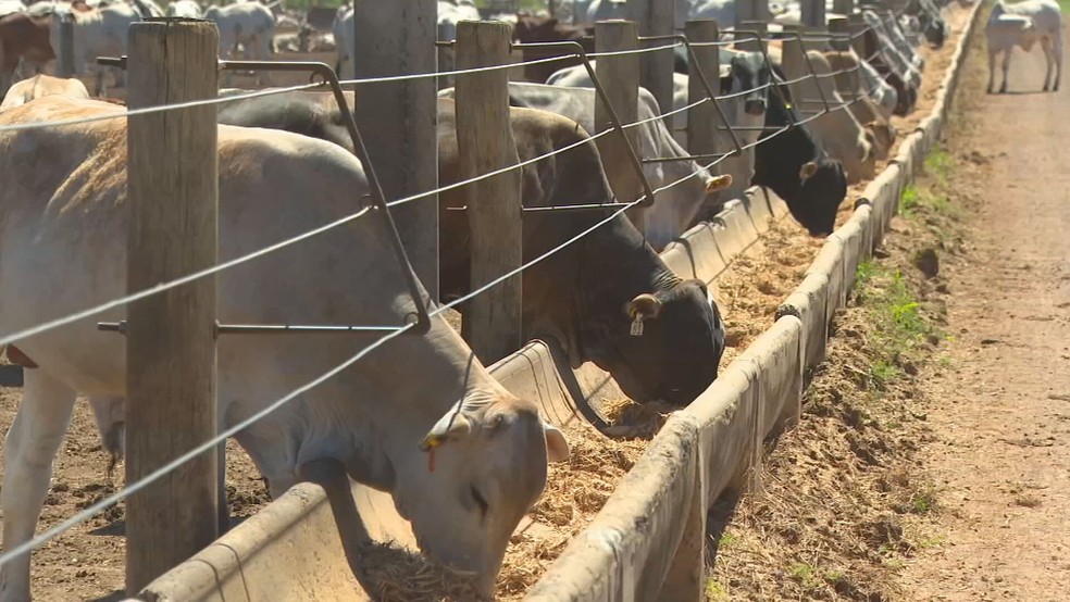 Raios tem causado preocupação em propriedades rurais. Produtores reforçam cuidados para evitar novas perdas com raios. — Foto: Reprodução/TV TEM