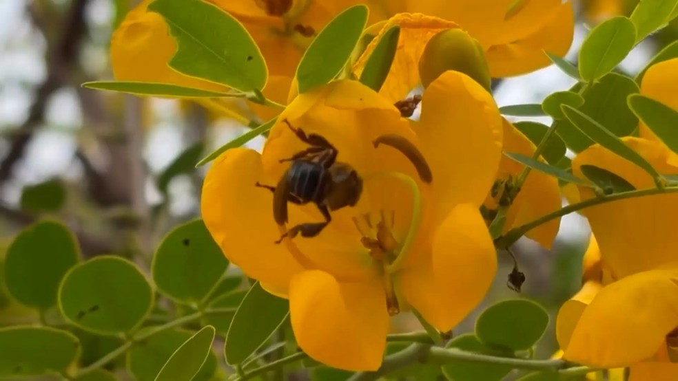 Uruçu-capixaba: espécie de abelha sem ferrão que só aparece no Espírito Santo corre risco de extinção — Foto: TV Gazeta