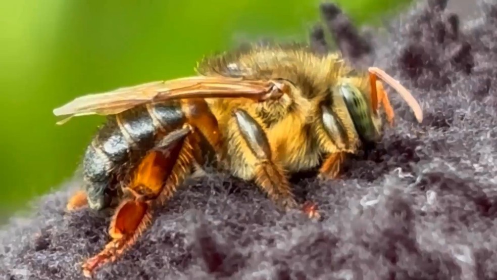 Uruçu-capixaba: espécie de abelha sem ferrão que só aparece no Espírito Santo corre risco de extinção — Foto: TV Gazeta