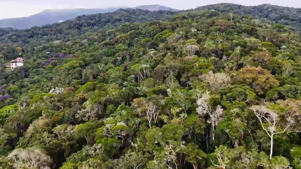 Uruçu-capixaba é exclusiva das áreas montanhosas da Mata Atlântica, no Espírito Santo — Foto: TV Gazeta