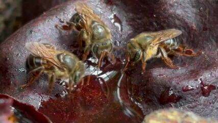 Espécie de abelha sem ferrão que só aparece no ES corre risco de extinção