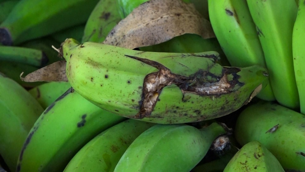 Banana que iria para o lixo vira amido que pode abastecer indústria no Espírito Santo — Foto: Reprodução/ TV Gazeta