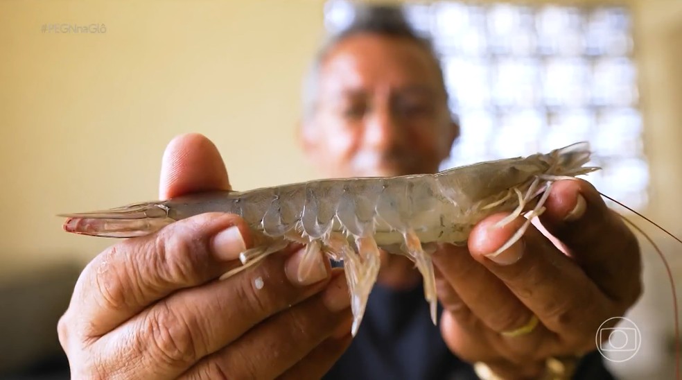 Do laboratório ao viveiro: startup nordestina leva ciência ao agronegócio e fatura com camarão no RN — Foto: Reprodução/Tv Globo