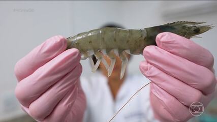 Empreendedores criam laboratório que transforma a produção de camarão no RN