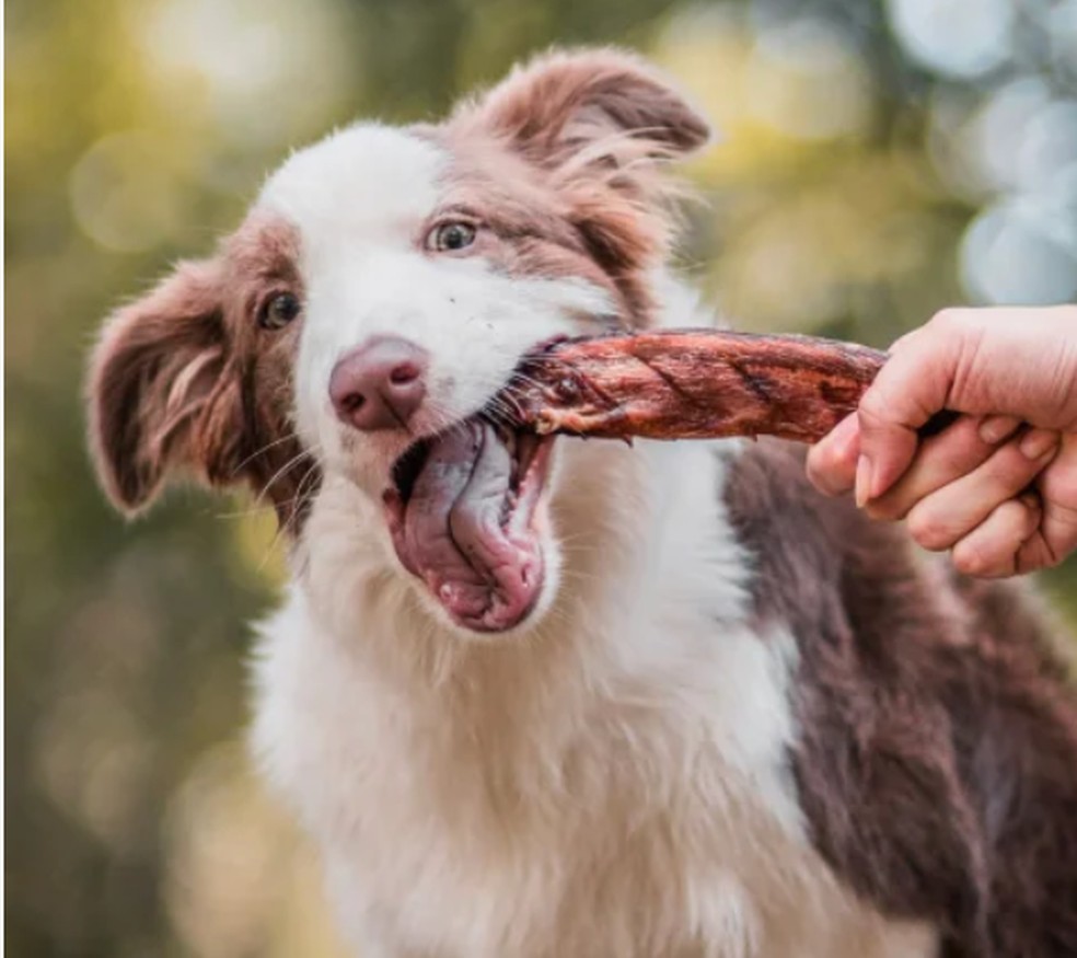 Cachorro comendo petisco de vergalho bovino — Foto: Divulgação / Natuka