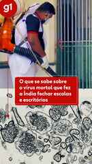 Nipah vírus: que vírus é este que tem até 70% de mortalidade