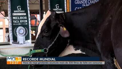 Vaca da raça girolando bate recorde mundial de produção de leite em Uberaba
