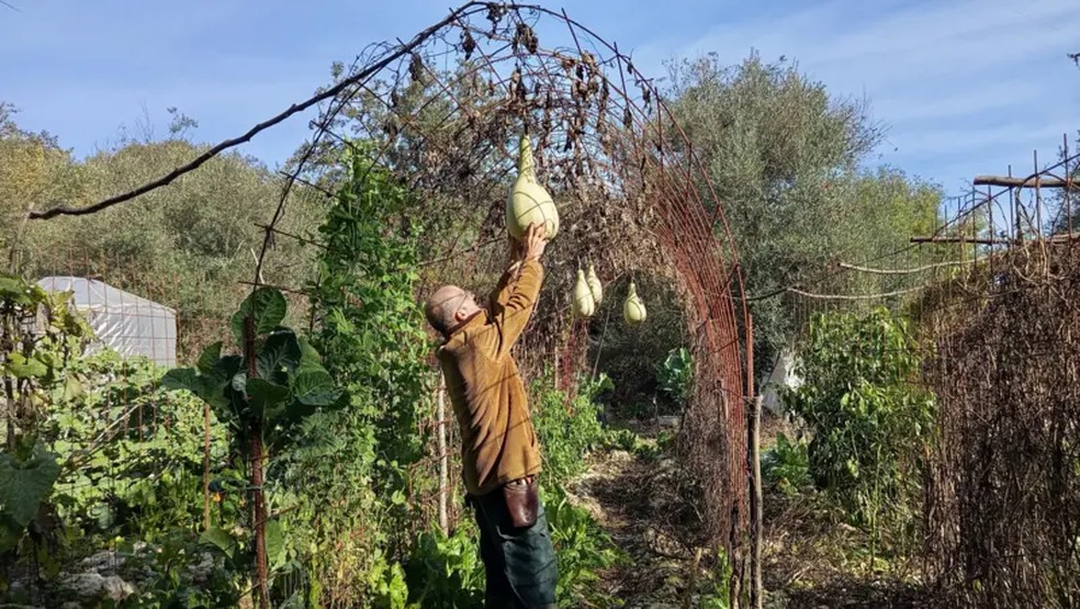 Entre muitas outras coisas, Roger cultiva na horta abóboras Yakteen, uma variedade palestina — Foto: Cortesia via BBC