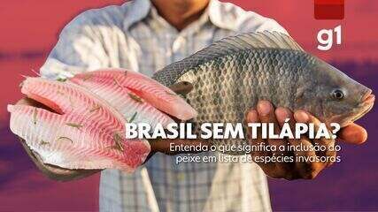 Brasil sem tilápia? O que significa a inclusão do peixe em lista de espécies invasoras