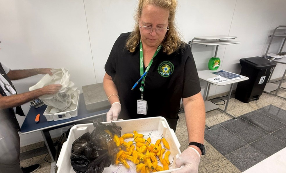 Fiscalização realizada pelo Ministério da Agricultura — Foto: Divulgação