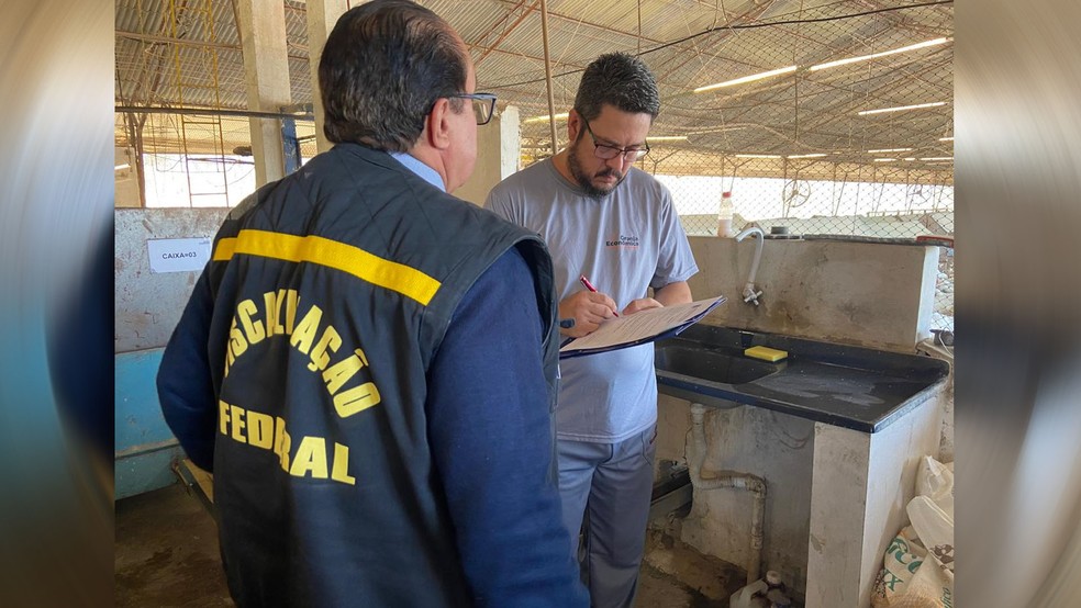 Auditor fiscal do Ministério do Trabalho (MTE) autua granja em Capela do Alto (SP), onde trabalhador sofreu acidente na segunda (25): interdição de 48 horas — Foto: Ministério do Trabalho e Emprego/Divulgação