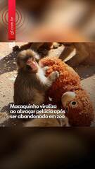Macaco viraliza ao abraçar pelúcia após ser rejeitado pela mãe