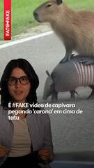 É #FAKE vídeo de capivara pegando 'carona' em cima de tatu