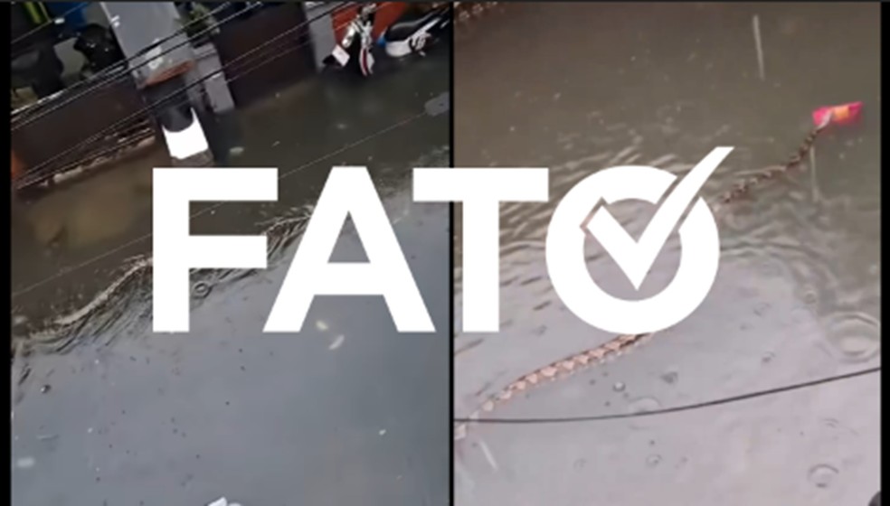 É #FATO: Pítons gigantes são vistas nadando em ruas alagadas de Bali, na Indonésia; assista — Foto: Reprodução