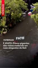É #FATO: Pítons gigantes são vistas nadando em ruas alagadas de Bali, na Indonésia