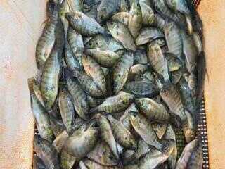 Excesso de chuva pode causar prejuízos na piscicultura