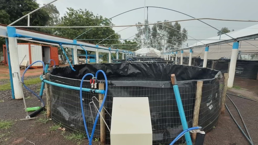 Sistema de cria de peixes ao 'céu aberto', do piscicultor Rafael Mazuchelli — Foto: Reprodução/TV TEM